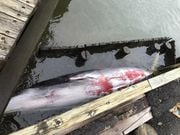 A dead minke whale was reported at Leonardo State Marina in Middletown on Wednesday, Oct. 18, 2023, according to response units from the Marine Mammal Stranding Center. An investigation into what caused the whale to wash up has been launched.